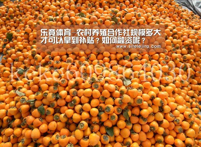 乐竟体育-农村养殖合作社规模多大才可以拿到补贴？如何融资呢？